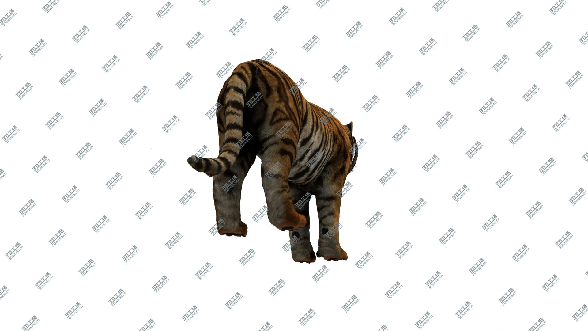images/goods_img/202104093/3D Tiger model/4.jpg